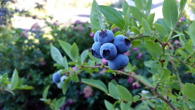 blueberry plants in containers substrate pH management Ireland