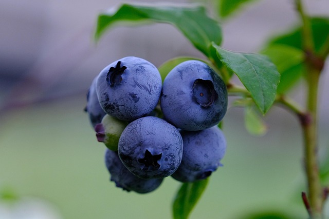 blueberries cluster with bloom Ireland summer berry farm