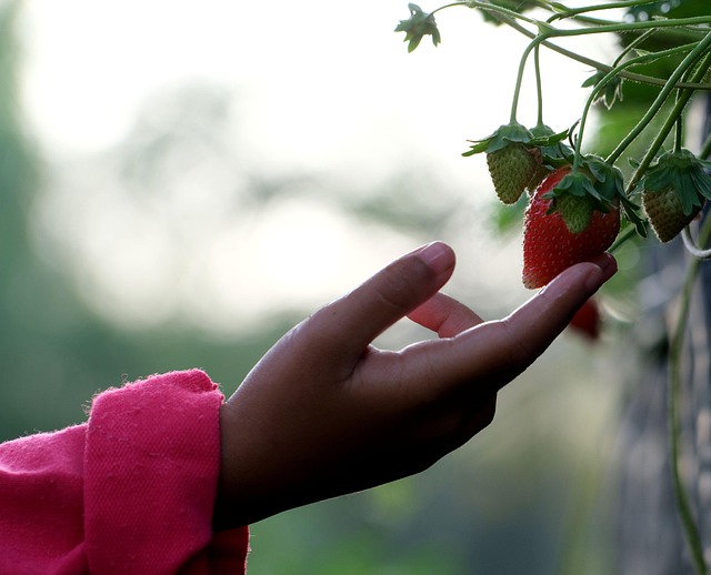 fresh picked strawberries in crate packhouse workflow Ireland
