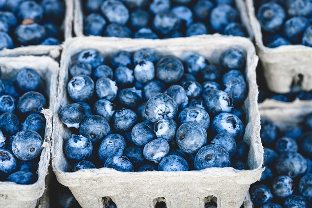 blueberry harvest in basket hands picking Ireland farm field