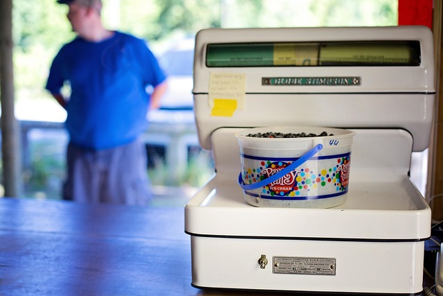 blueberries cluster on bush with dew Ireland summer farm