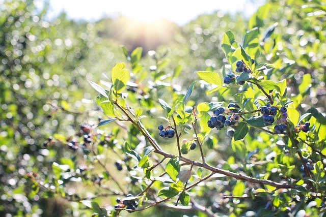 close-up strawberries and blueberries growing in Ireland in a polytunnel